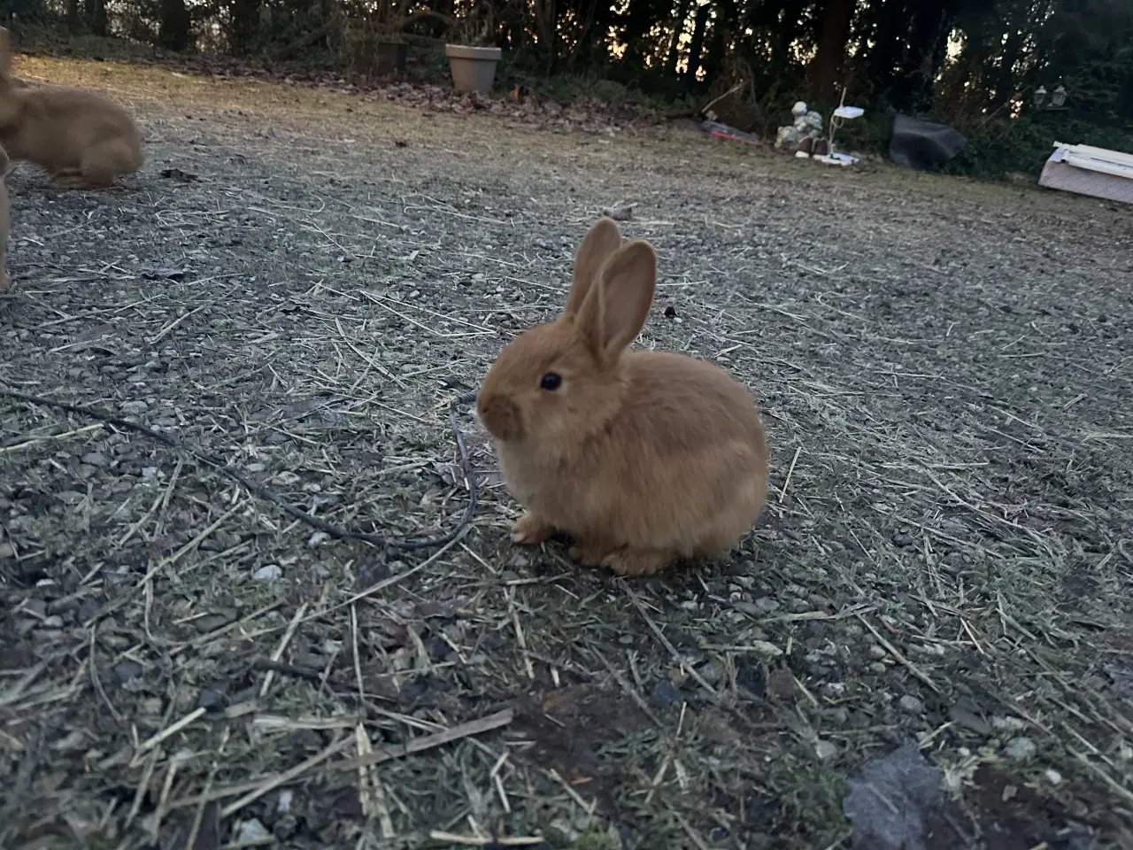 Billede 4 - Kaniner gratis 