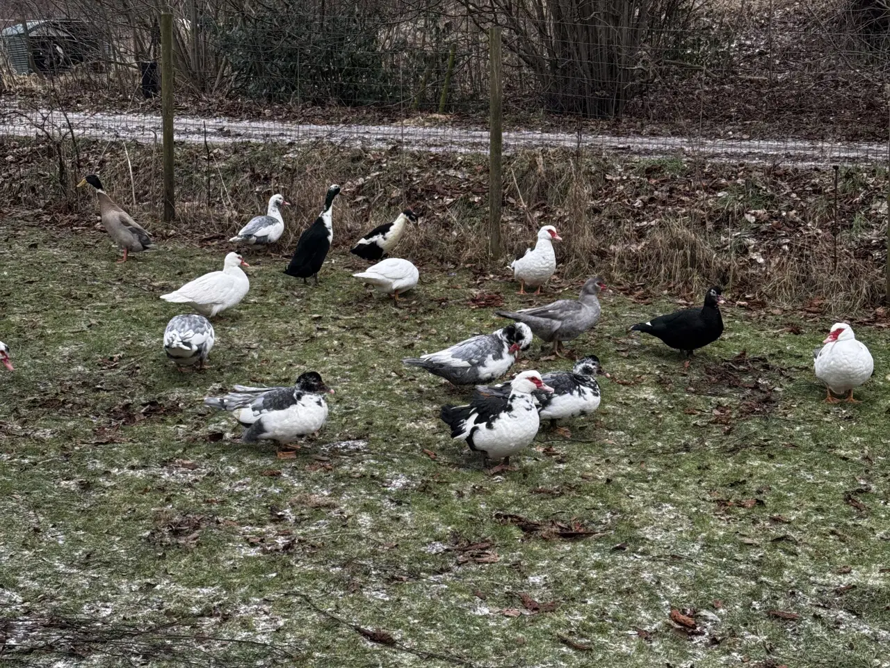 Billede 1 - Moskus ænder/damer fra sommeren 2025