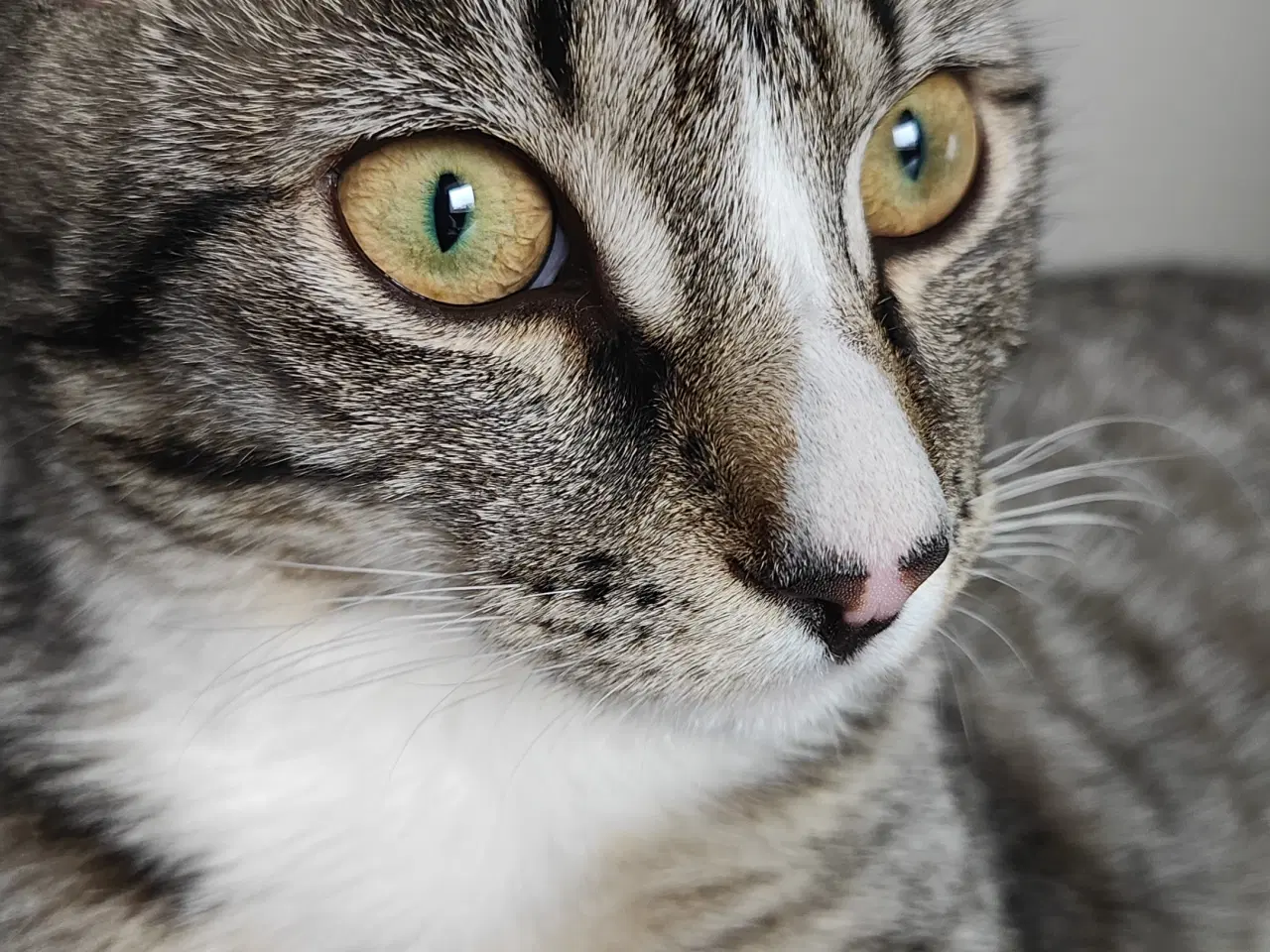 Billede 5 - Søde Pinky søger nyt og trygt hjem