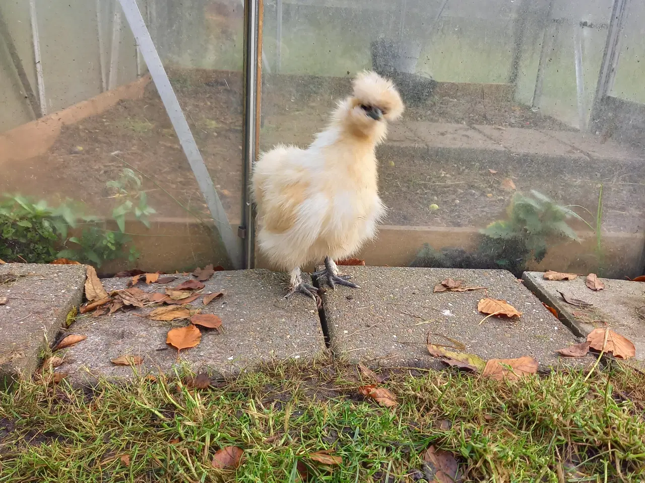 Billede 4 - Us silkehøns