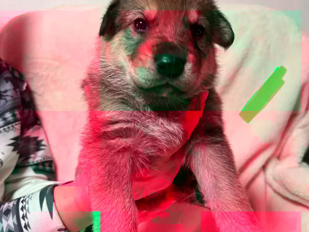 Billede 4 - Blandings Hvalpe 