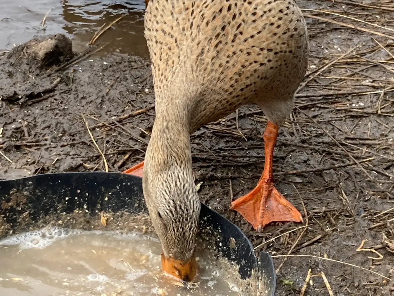 Billede 5 - Sælge 8 løbeander plus 2 vilde ænder