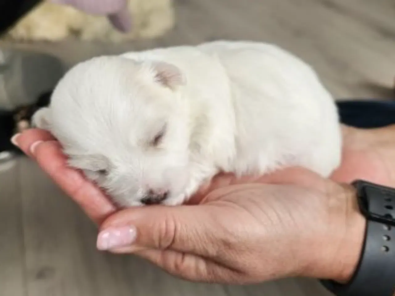 Billede 3 - Coton de Tulear hvalpe