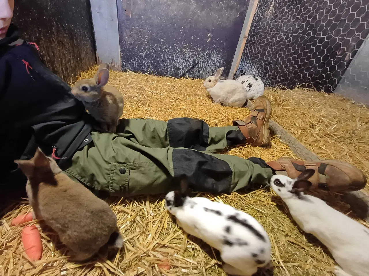 Billede 3 - Lille rex