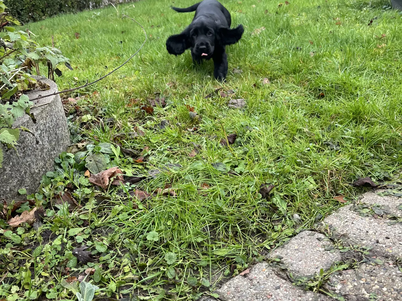 Billede 3 - Super flot sort tæve