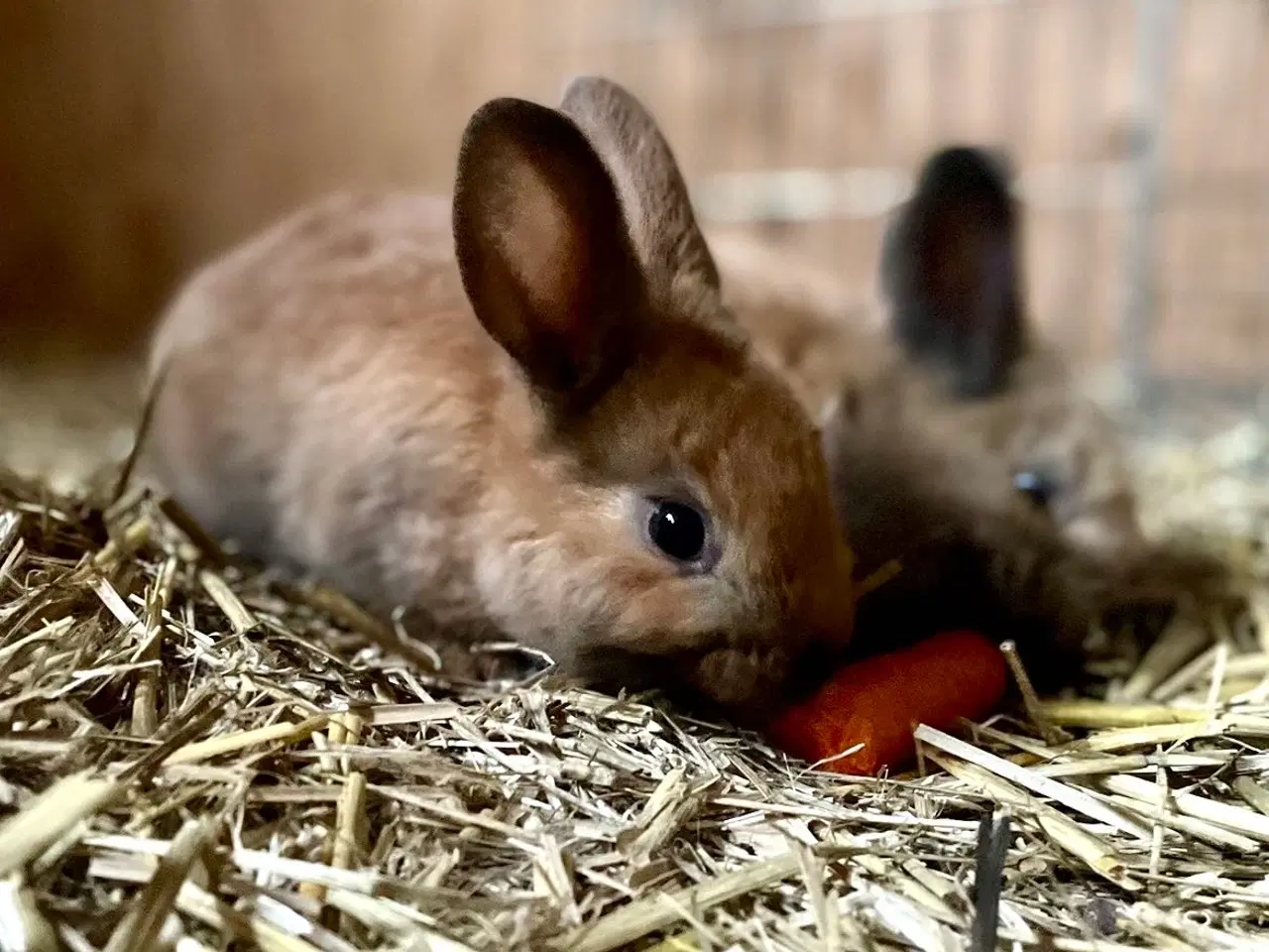 Billede 5 - Kaninunger tamme og tillidsfulde til salg