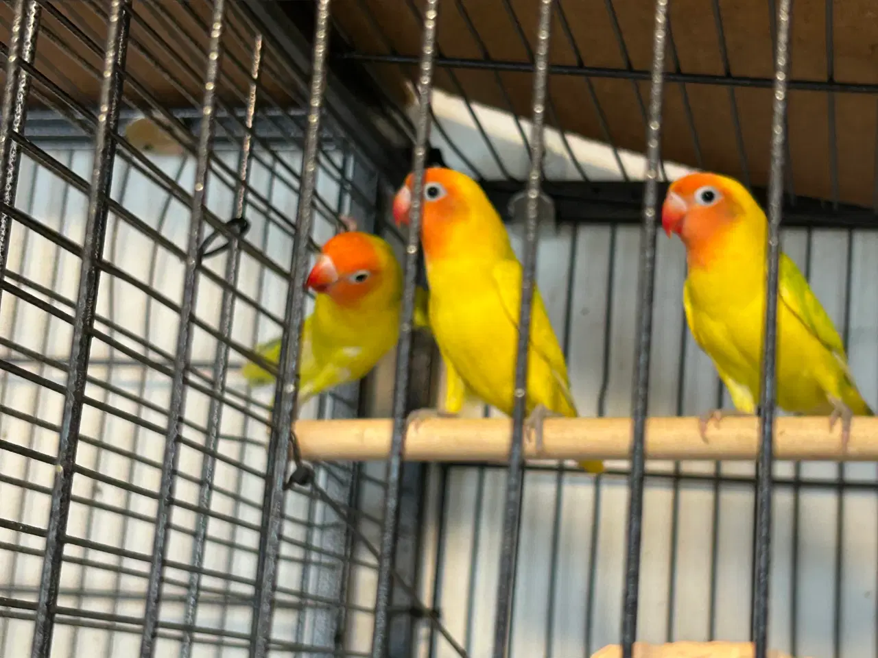 Billede 2 - Flotte Dværg papegøjer