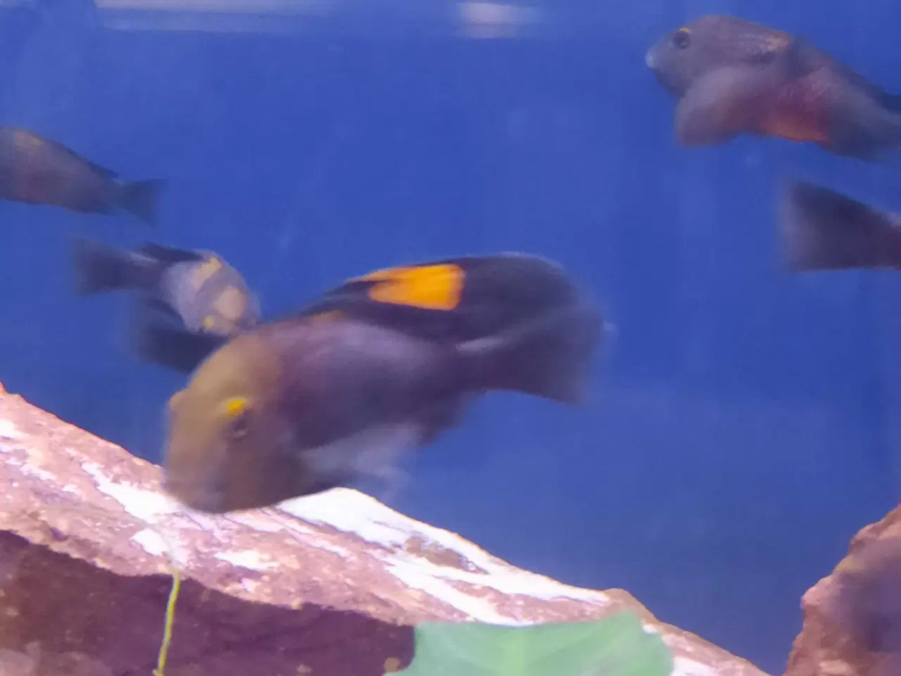 Billede 2 - God yngel flok