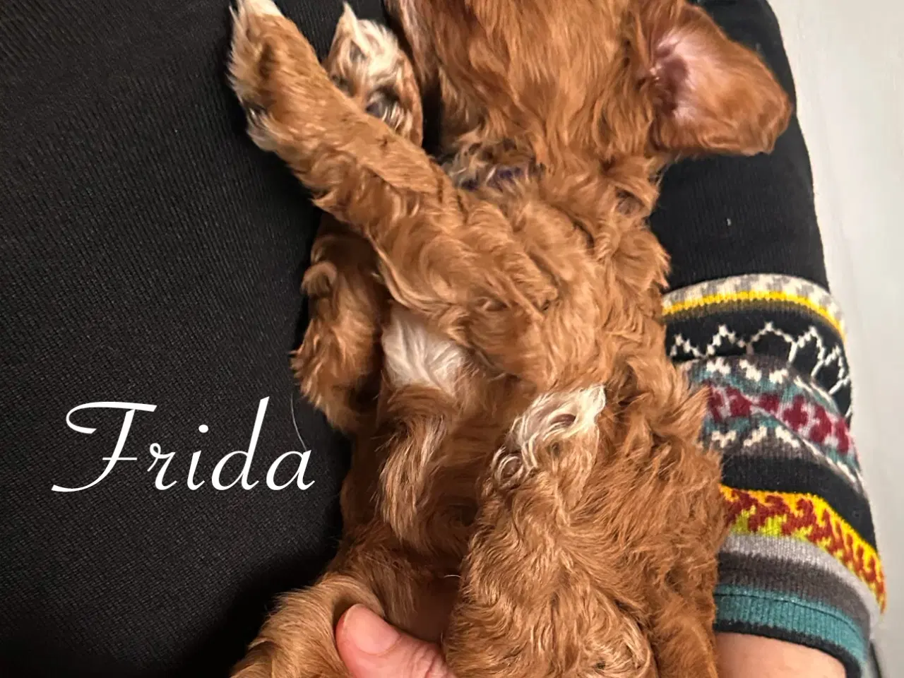 Billede 2 - Cavapoo (Cavalier + toypuddel)