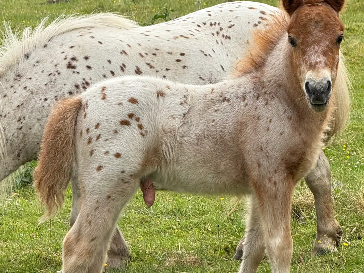 Billede 7 - Mini Pony 