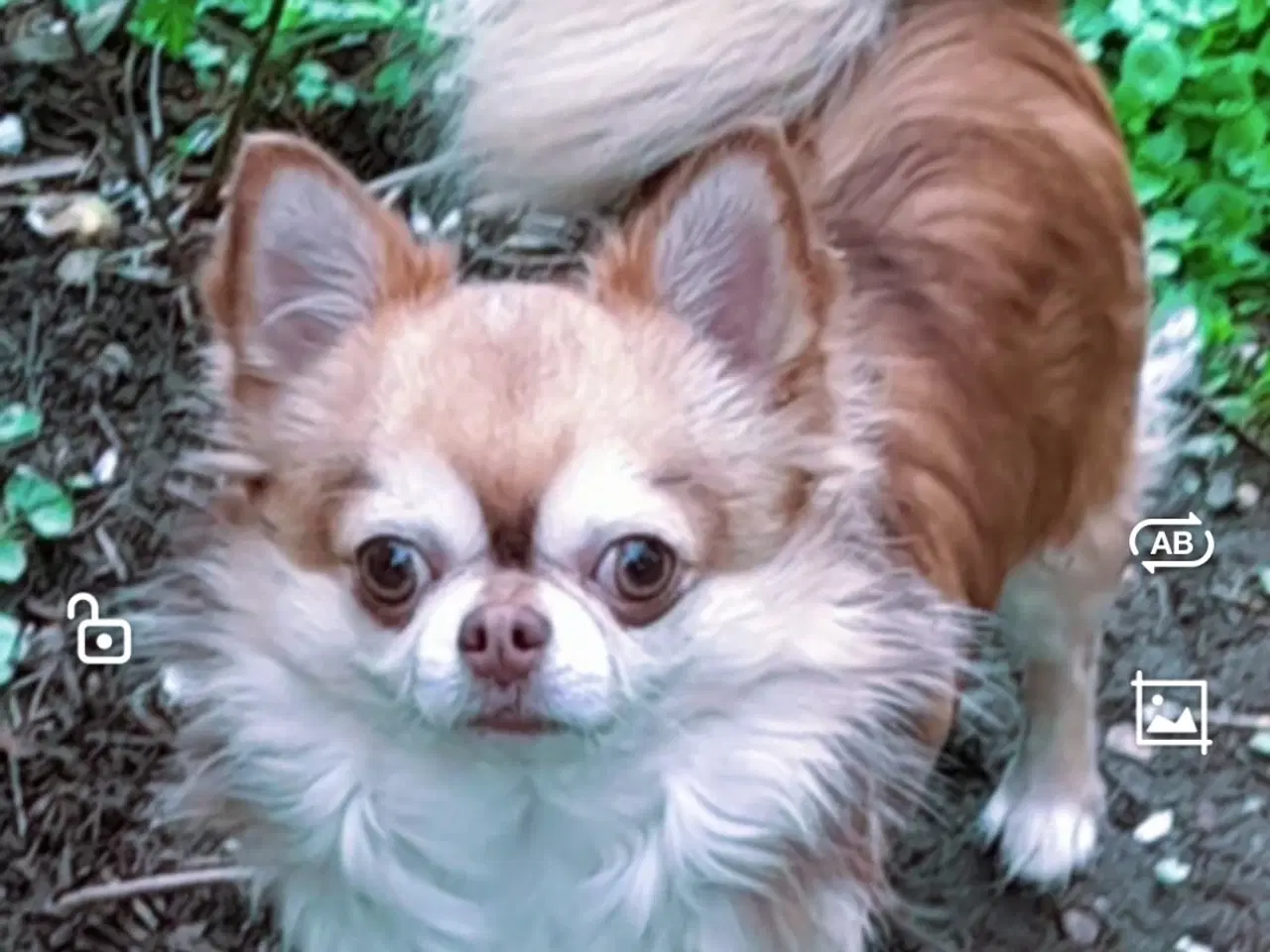 Billede 2 - Chihuahua M/stamtavle Avl