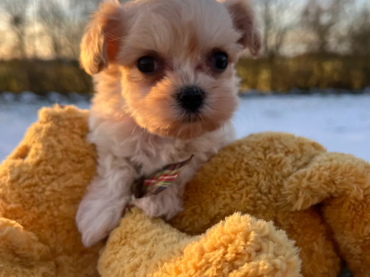 Billede 4 - Mini Maltipoo