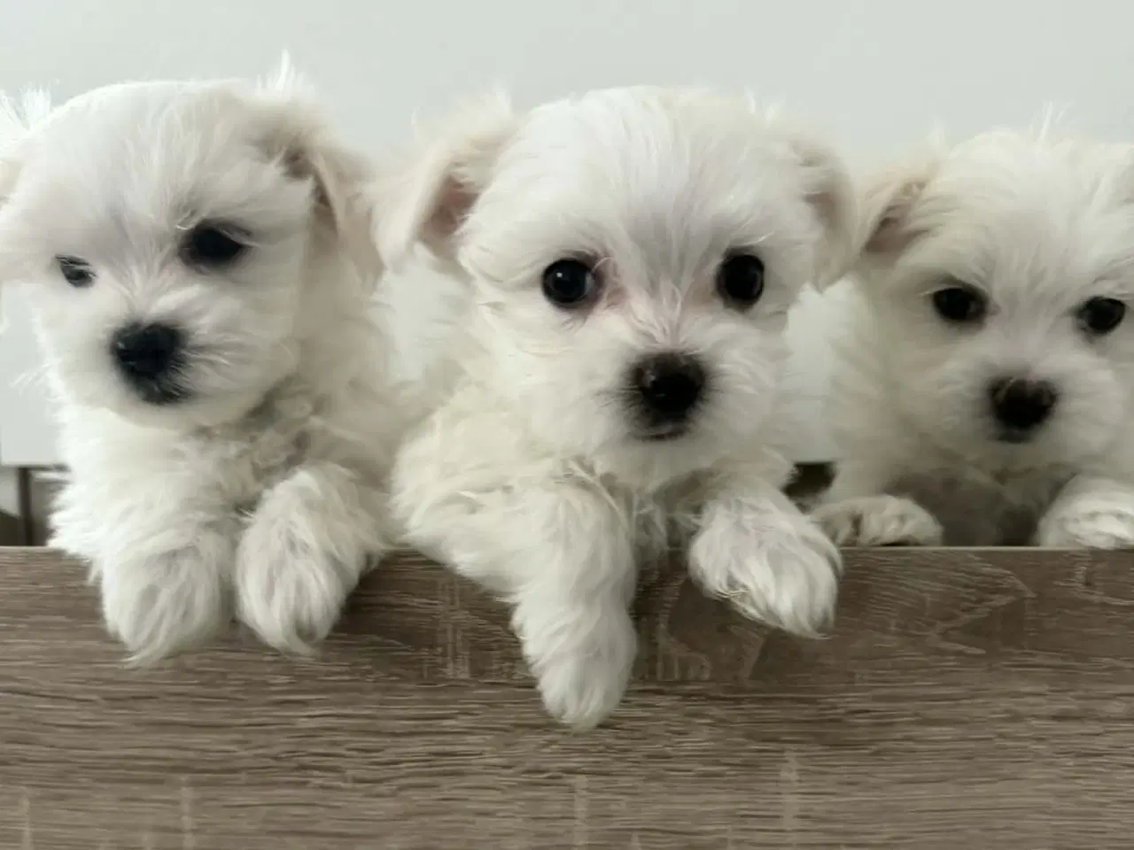 Billede 10 - Malteser 8 uger