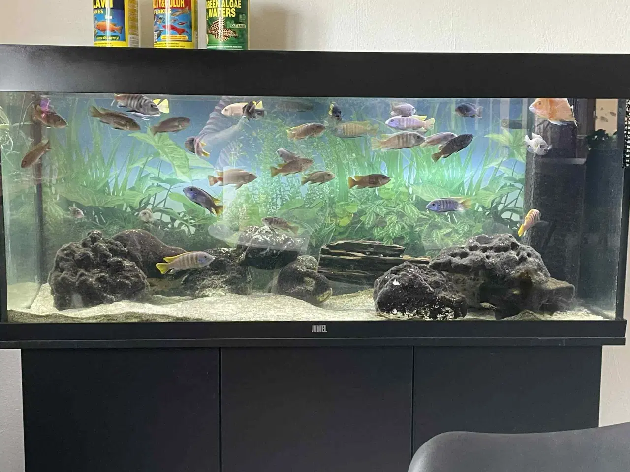 Billede 2 - Akvariefisk: Malawi 