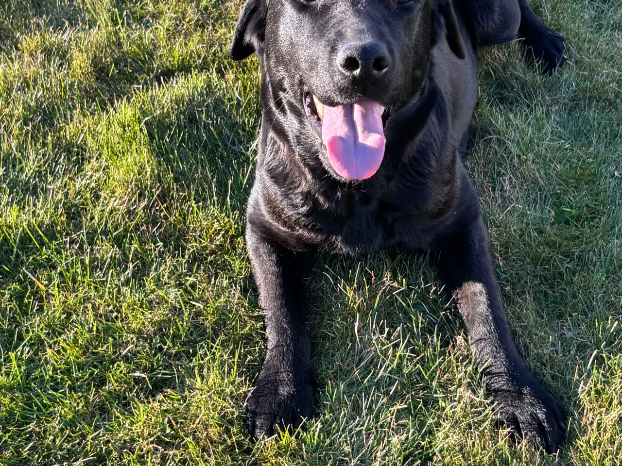 Billede 3 - Sort labrador hvalp