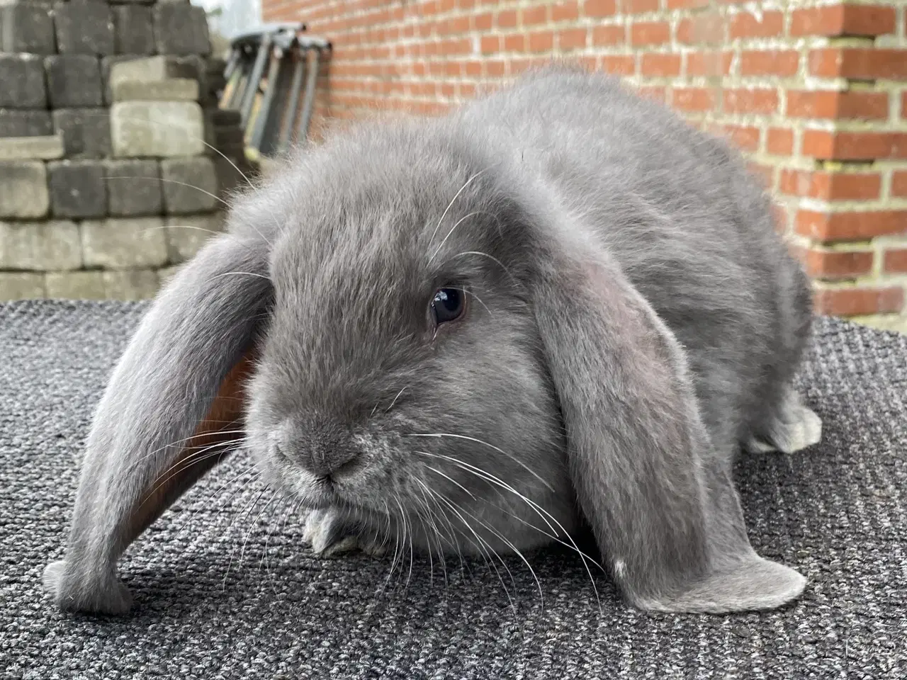 Billede 1 - FRANSK VÆDDER HAN BLÅ