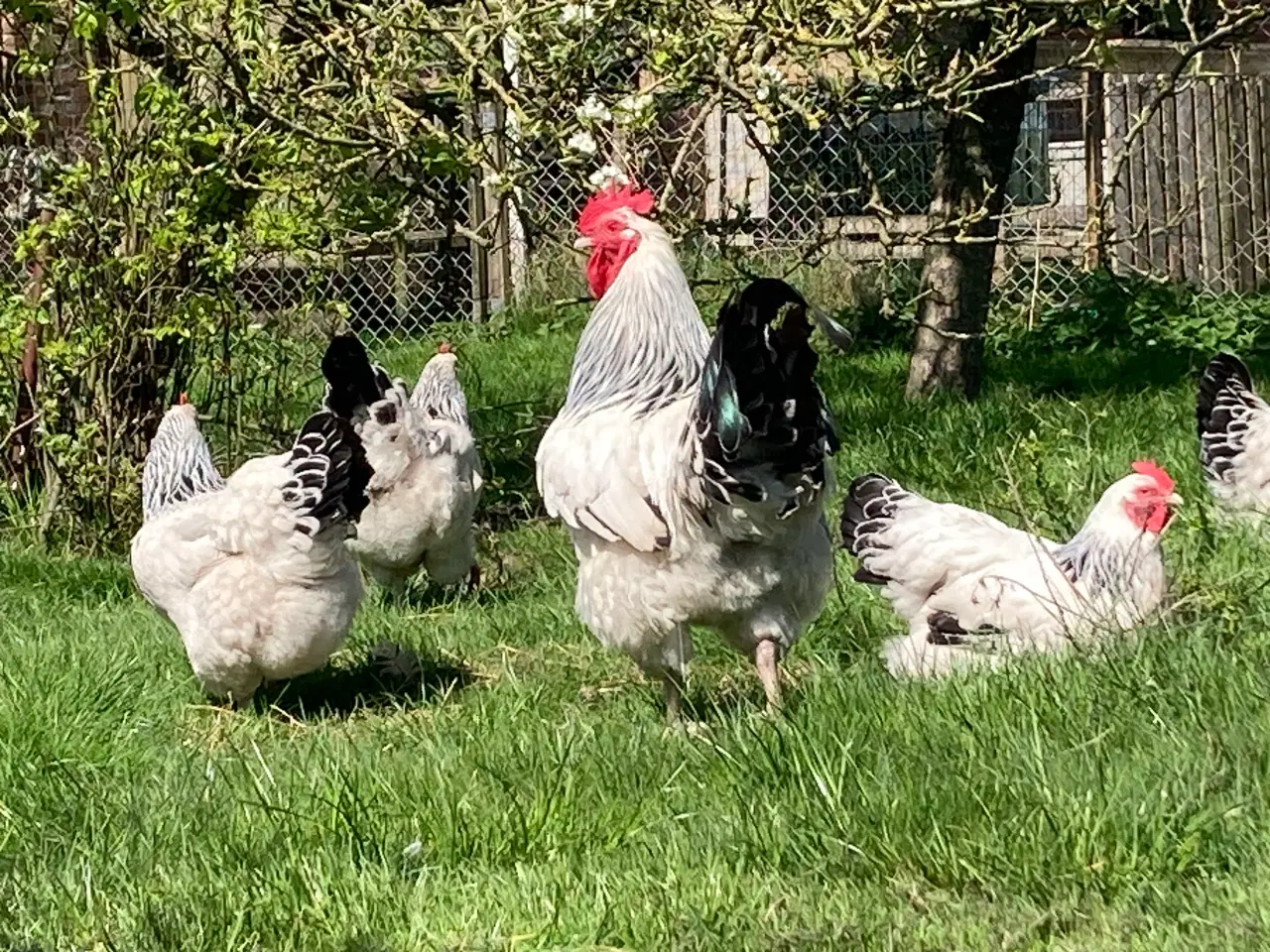 Billede 2 - Rugeæg fra racehøns 