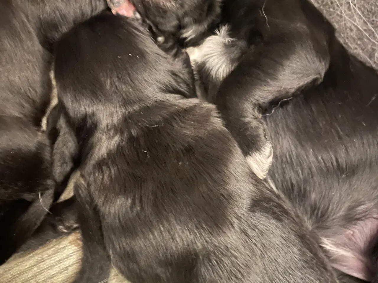 Billede 2 - Hvalpe - Golden/labrador Retriever blandinger