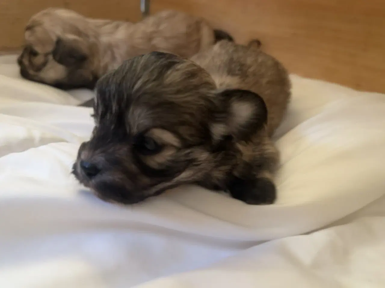 Billede 12 - Små allergivenlige og ikke fældende hundehvalpe
