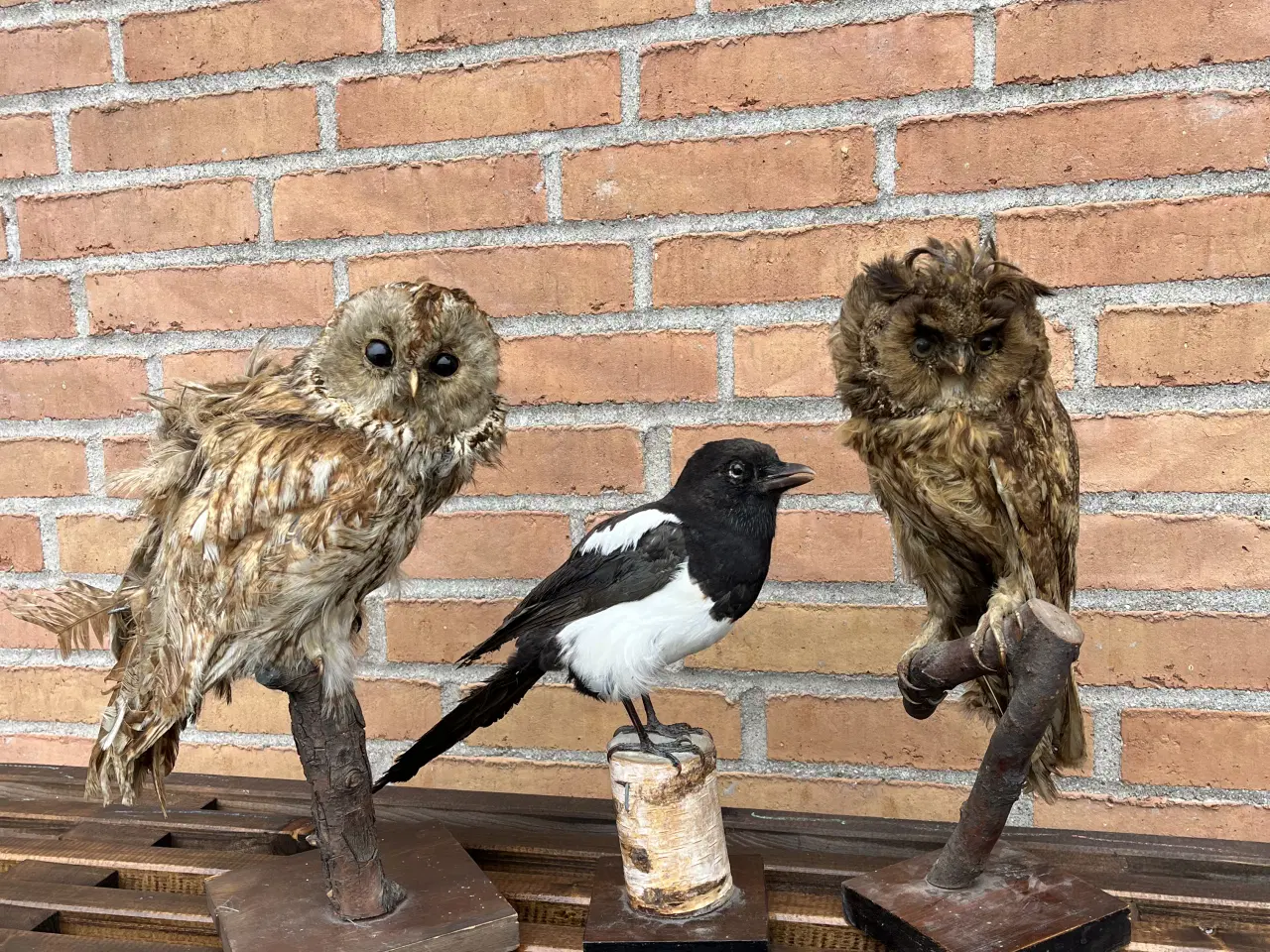 Billede 1 - To udstoppede ugler og en skade. Til kragejagt.