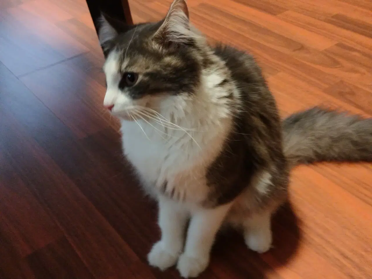 Billede 4 - 1 års han Maine coon ved navn Lucifer.