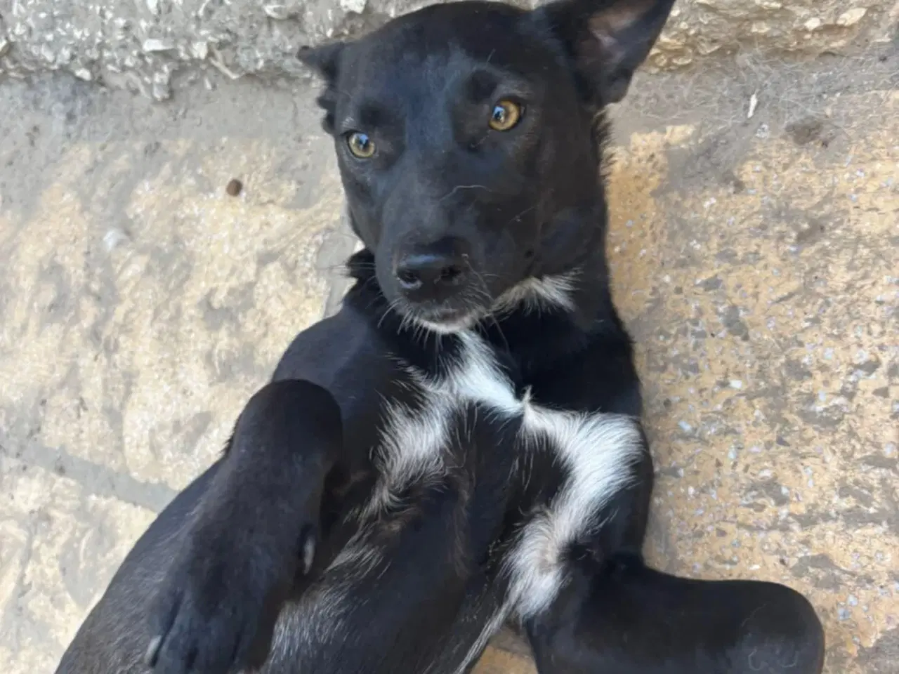 Billede 7 - Pips søger sine nye madslaver