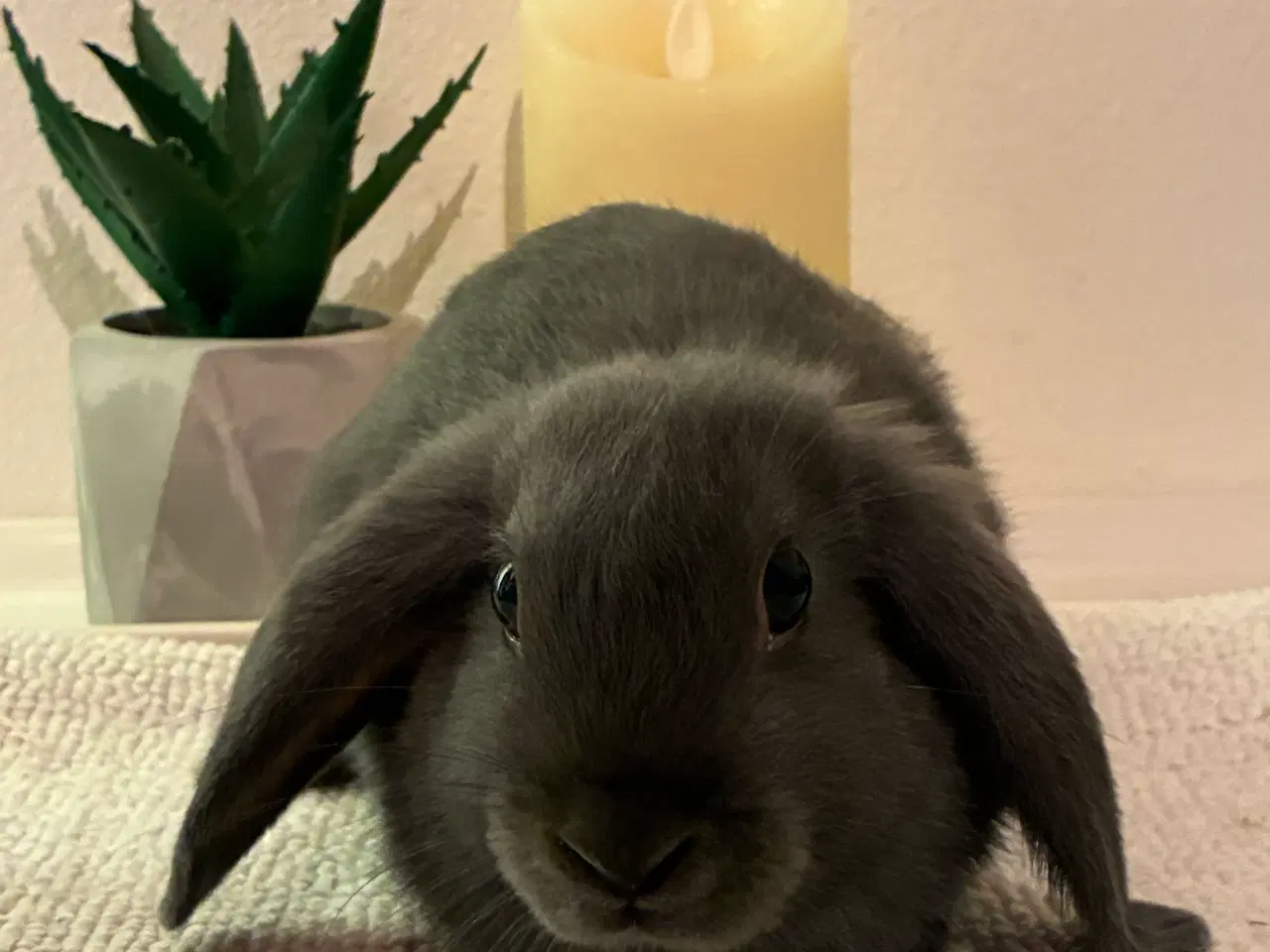 Billede 7 - Kanin unger til salg 