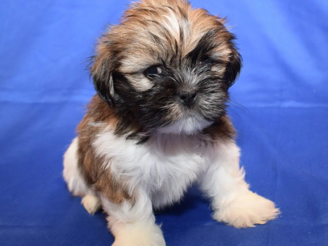 Billede 2 - Lhasa Apso  hvalpe