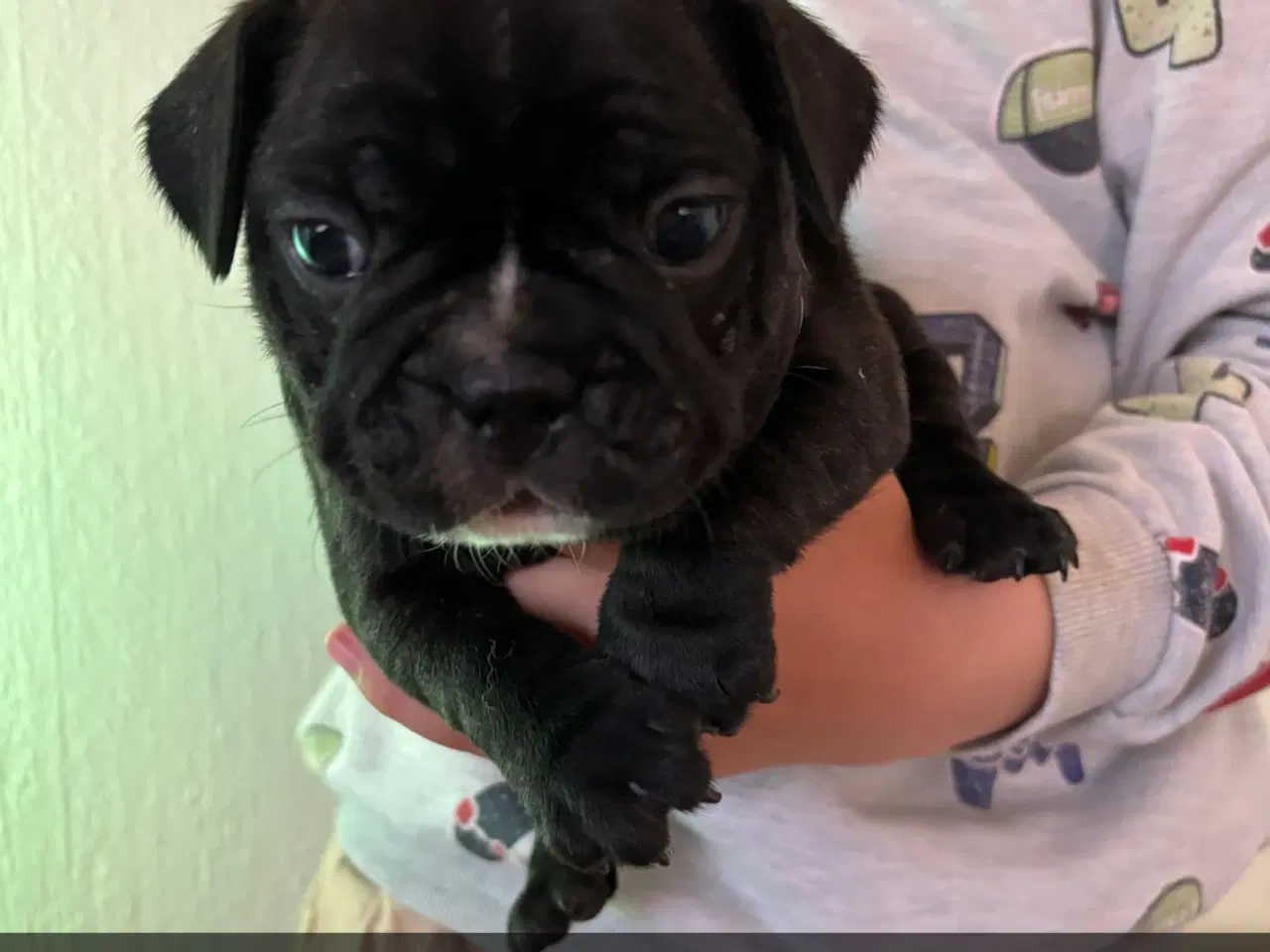 Billede 9 - Fransk Bulldog