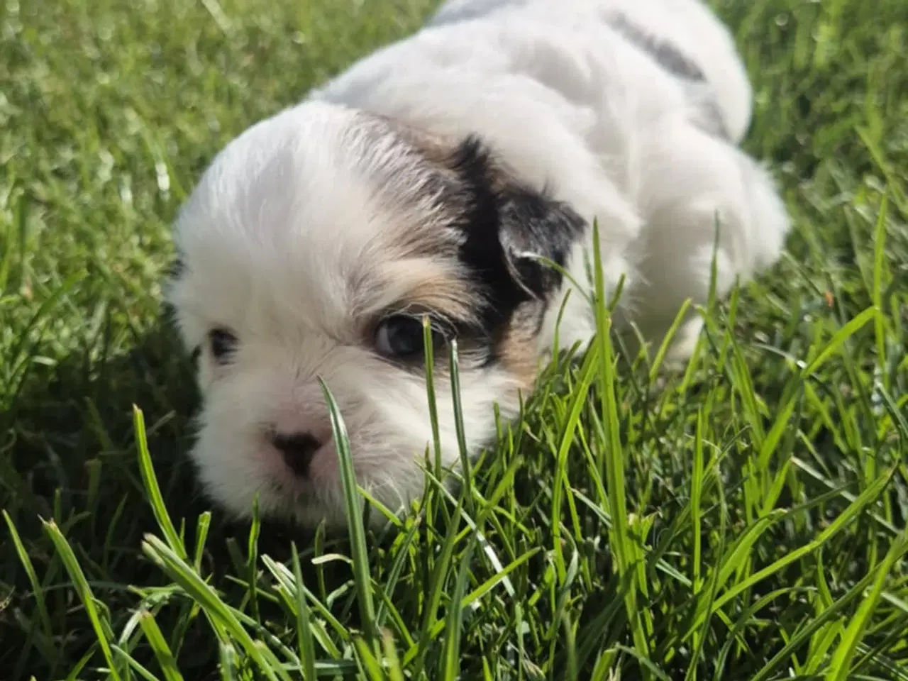 Billede 5 - Lhasa apso/ shih tzu blandingshvalpe 