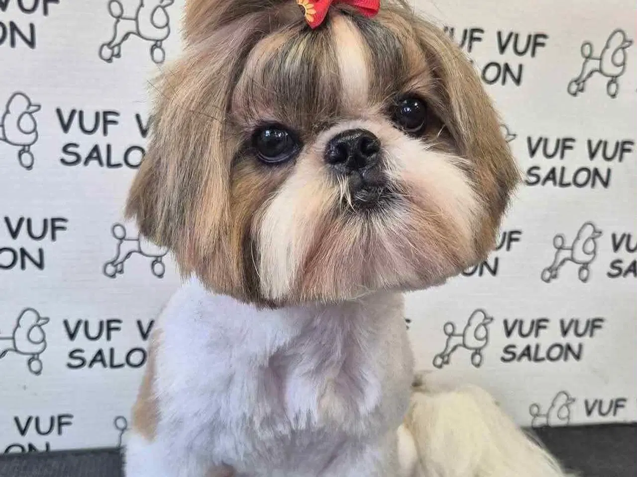 Billede 1 - Shih tzu salg