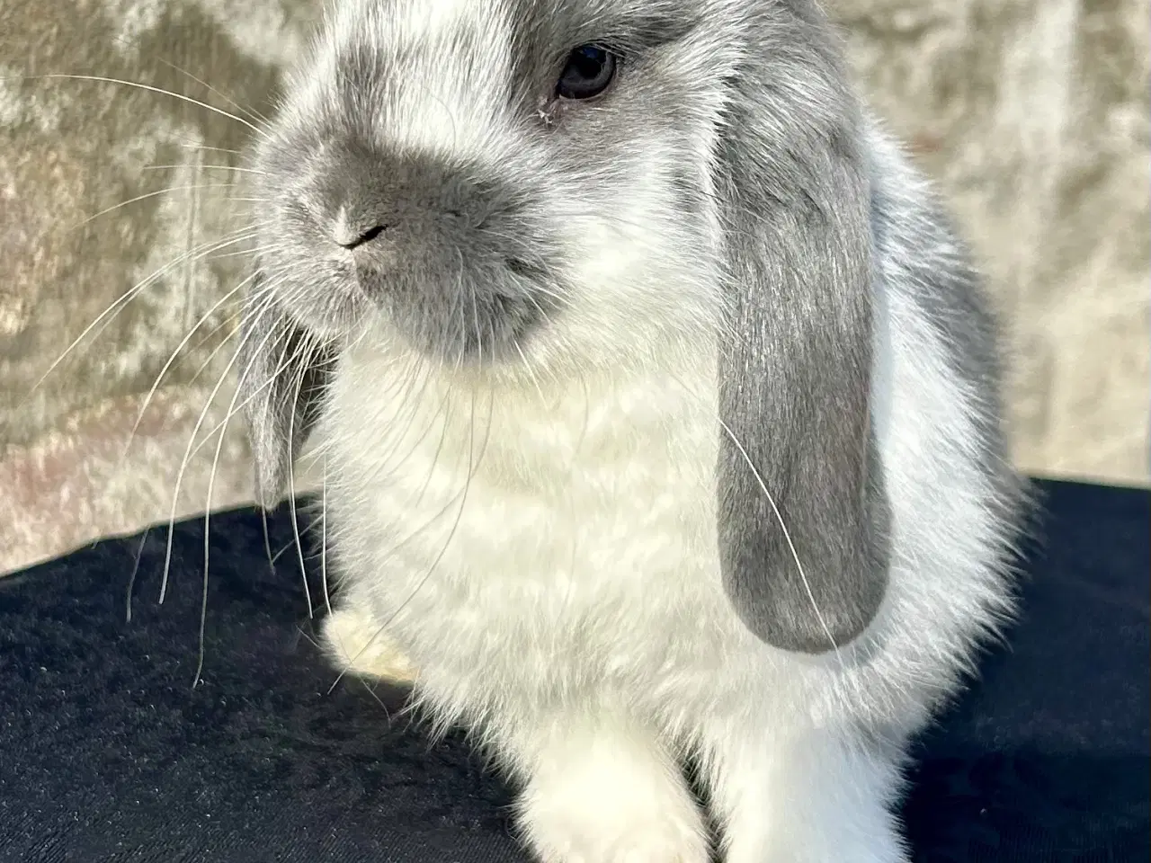 Billede 2 - Super søde kaninunger