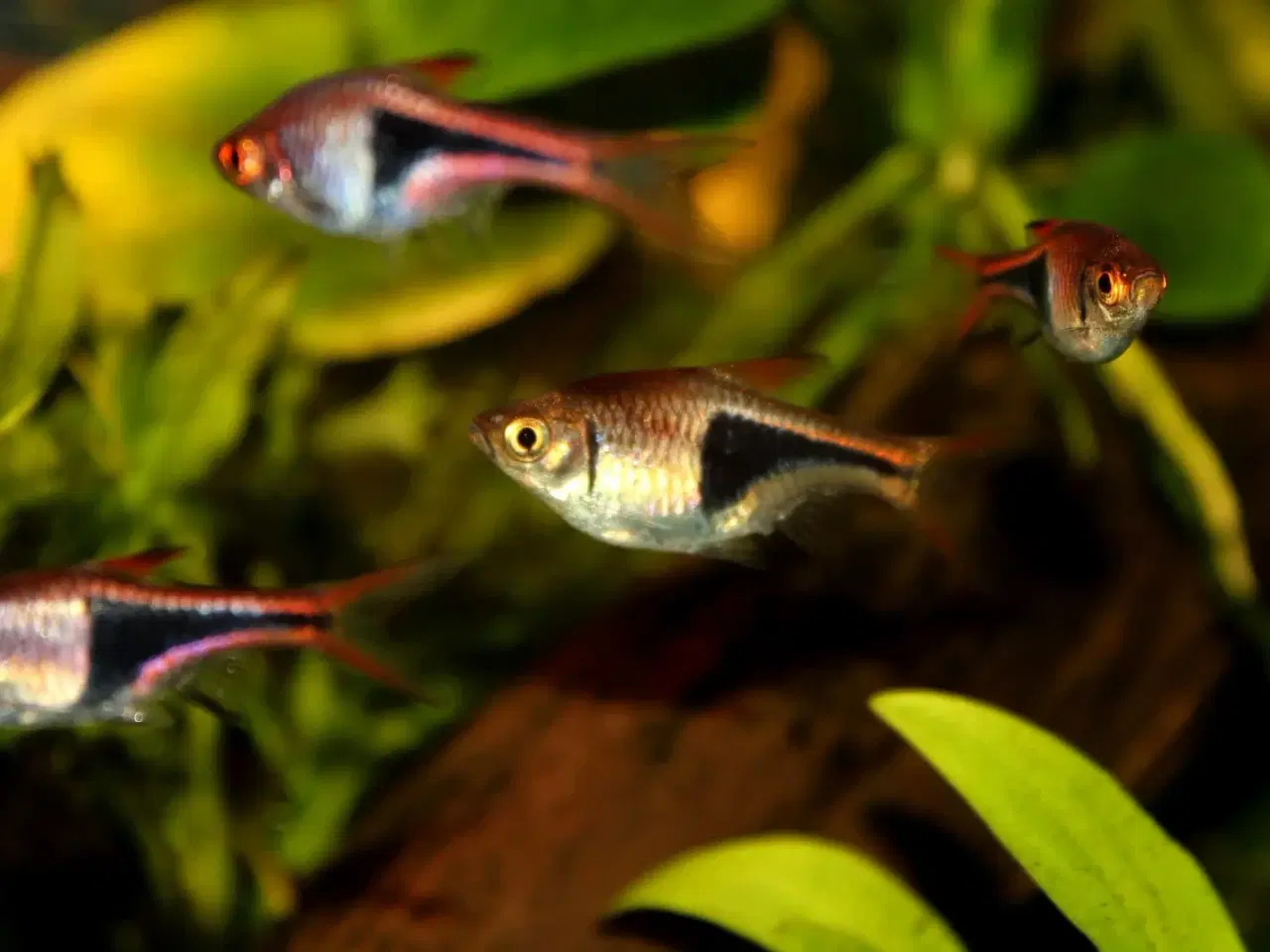 Billede 2 - Kileplet Barbe. (Harlekin Rasbora)