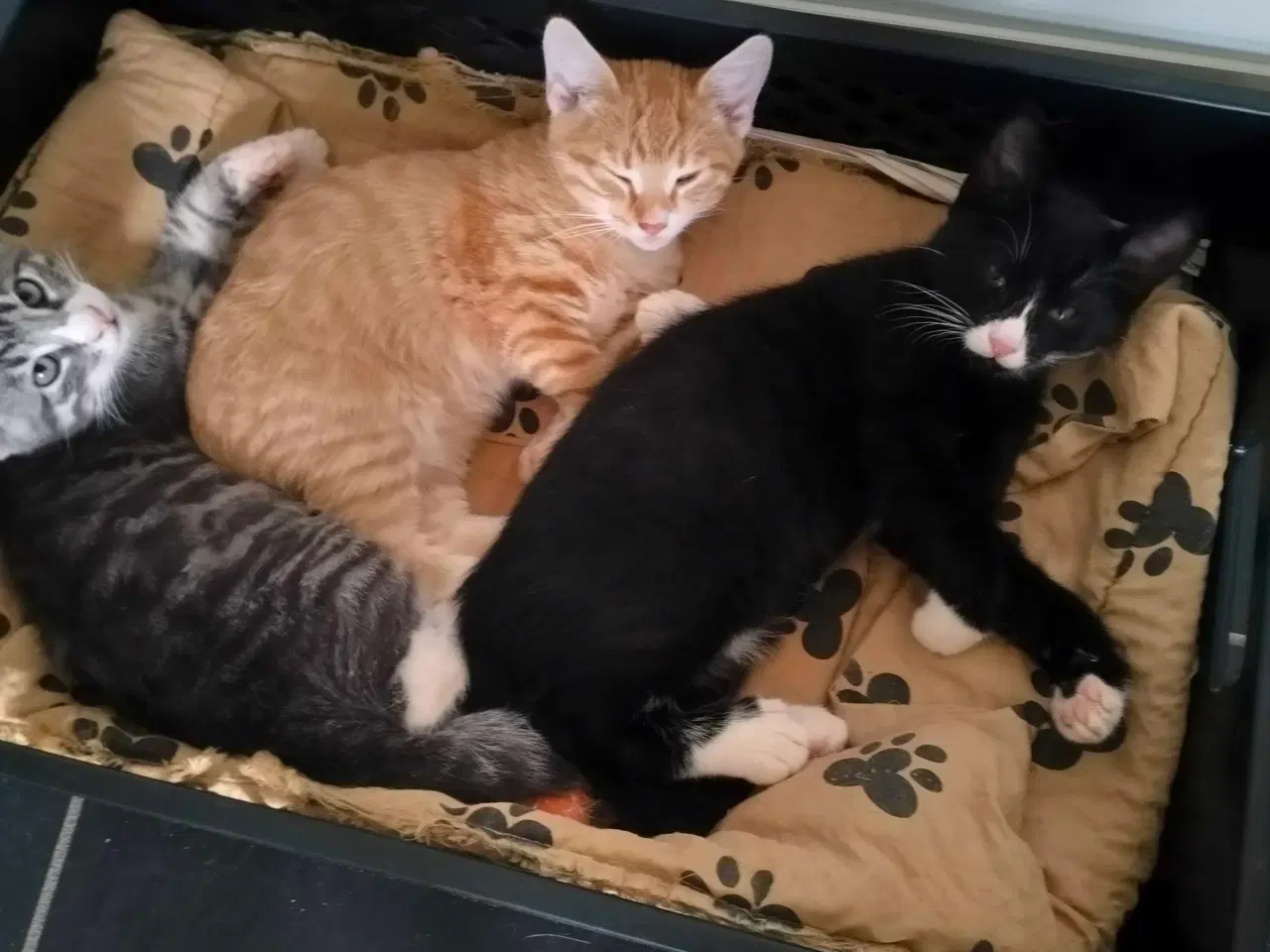 Billede 1 - Kattekillinger 