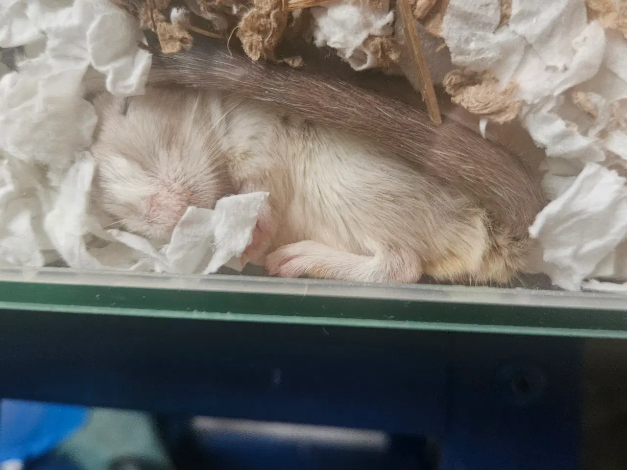 Billede 3 - Verdens dejligste ørkenrotter gives væk