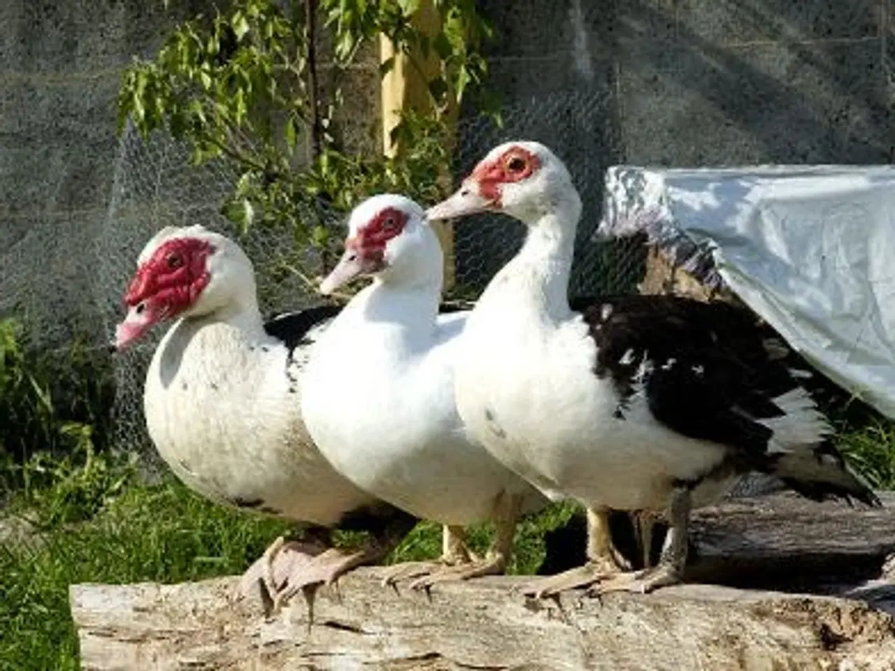 Billede 1 - Moskusænder fra 2025