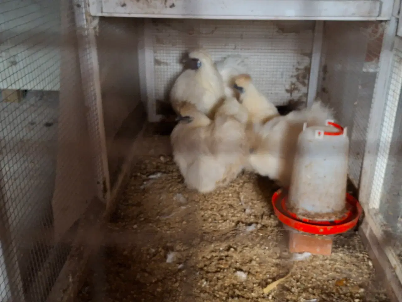 Billede 3 - Høns