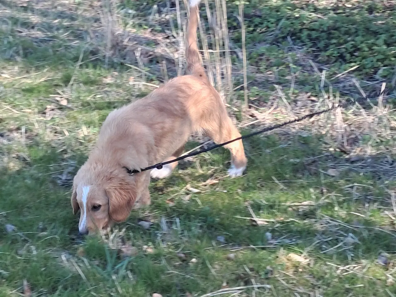 Billede 9 - 4 lækre golden retriever blandinger