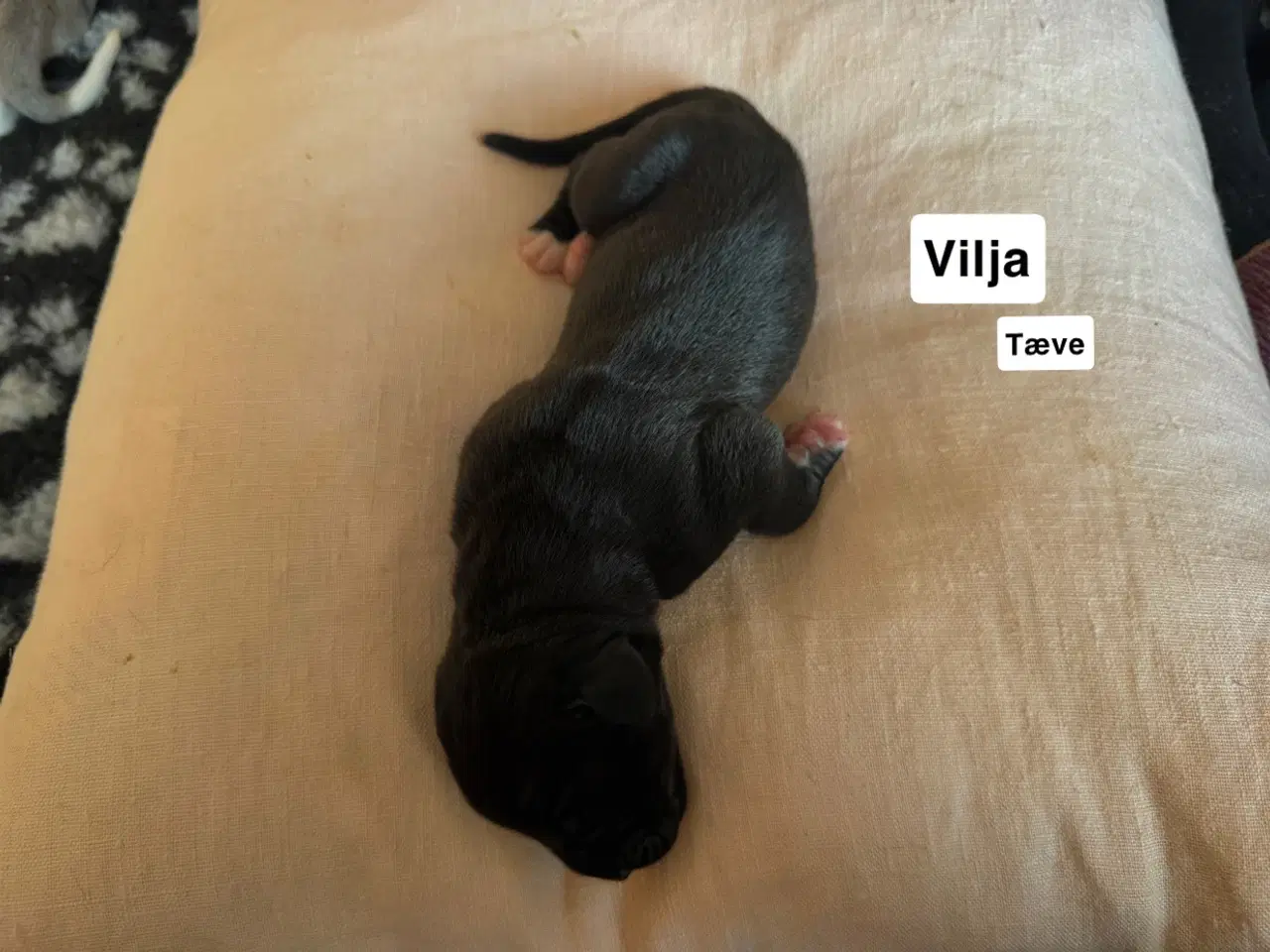 Billede 13 - Grand Danois hvalpe