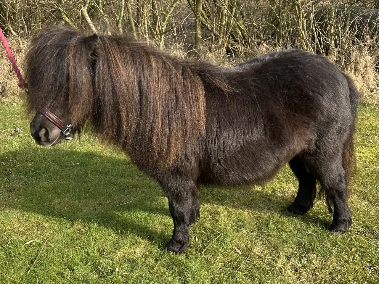 Billede 1 - Skøn mini shetlænder sælges
