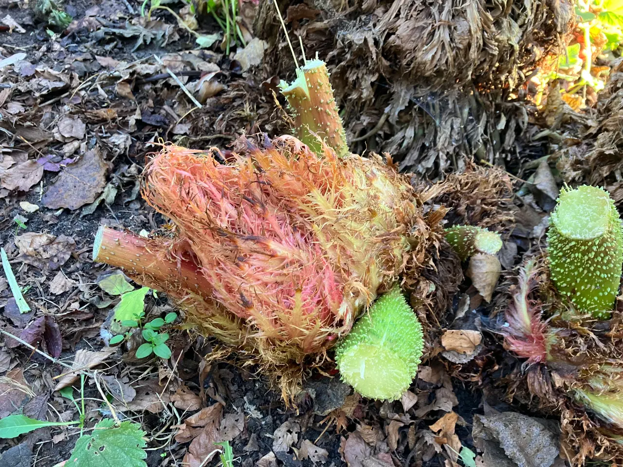 Billede 6 - Sideskud og frø af mammutblad (Gunnera Manicata)