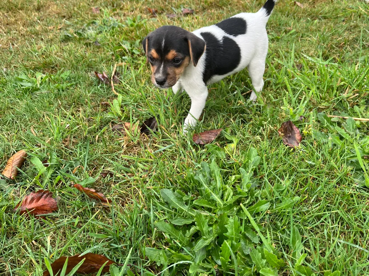 Billede 10 - Dansk svensk gårdhund hvalpe