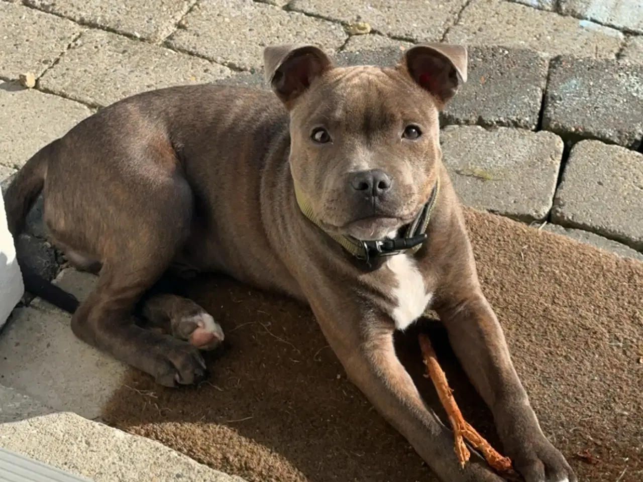 Billede 3 - Staffordshire Bull Terrier han