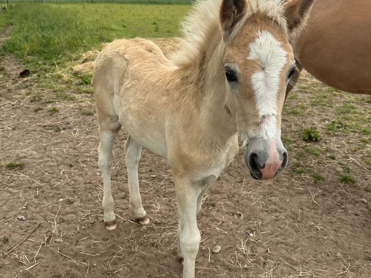 Billede 2 - Haflinger hoppe føl 