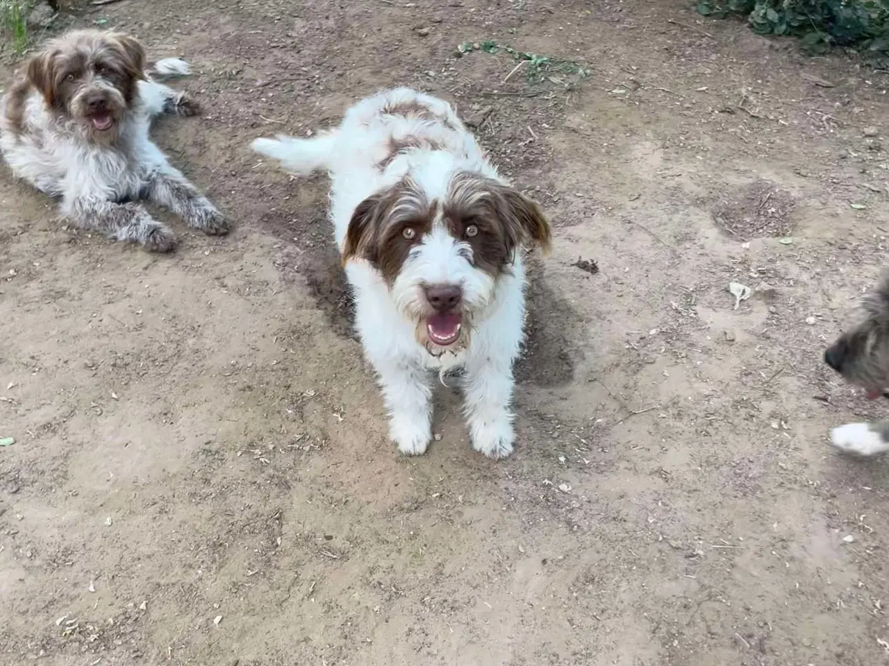 Billede 4 - Sødeste Frigge uldtot (Lagotto mix)