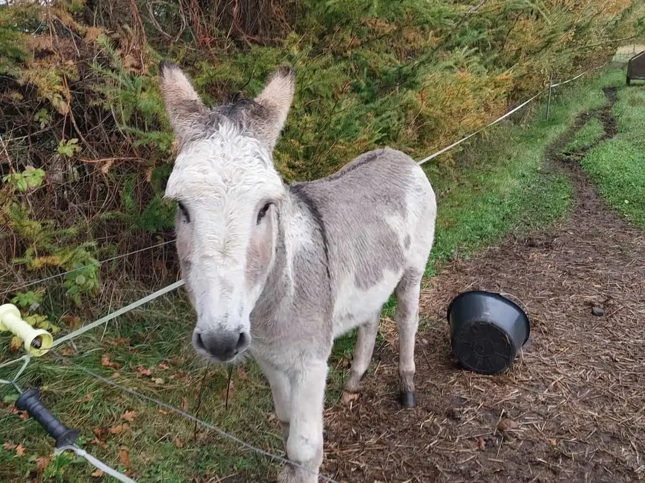 Billede 3 - Sød æsel hingst sælges 