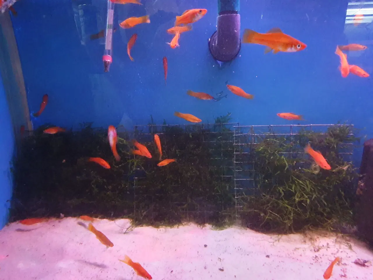 Billede 6 - Røde Sværddragere