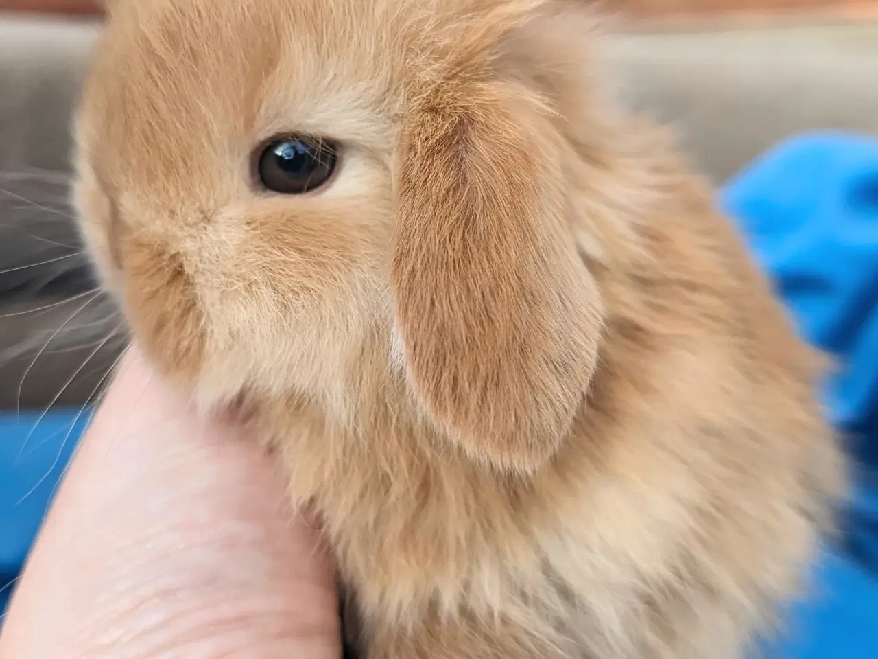 Billede 3 - Minilop kaninunge sælges