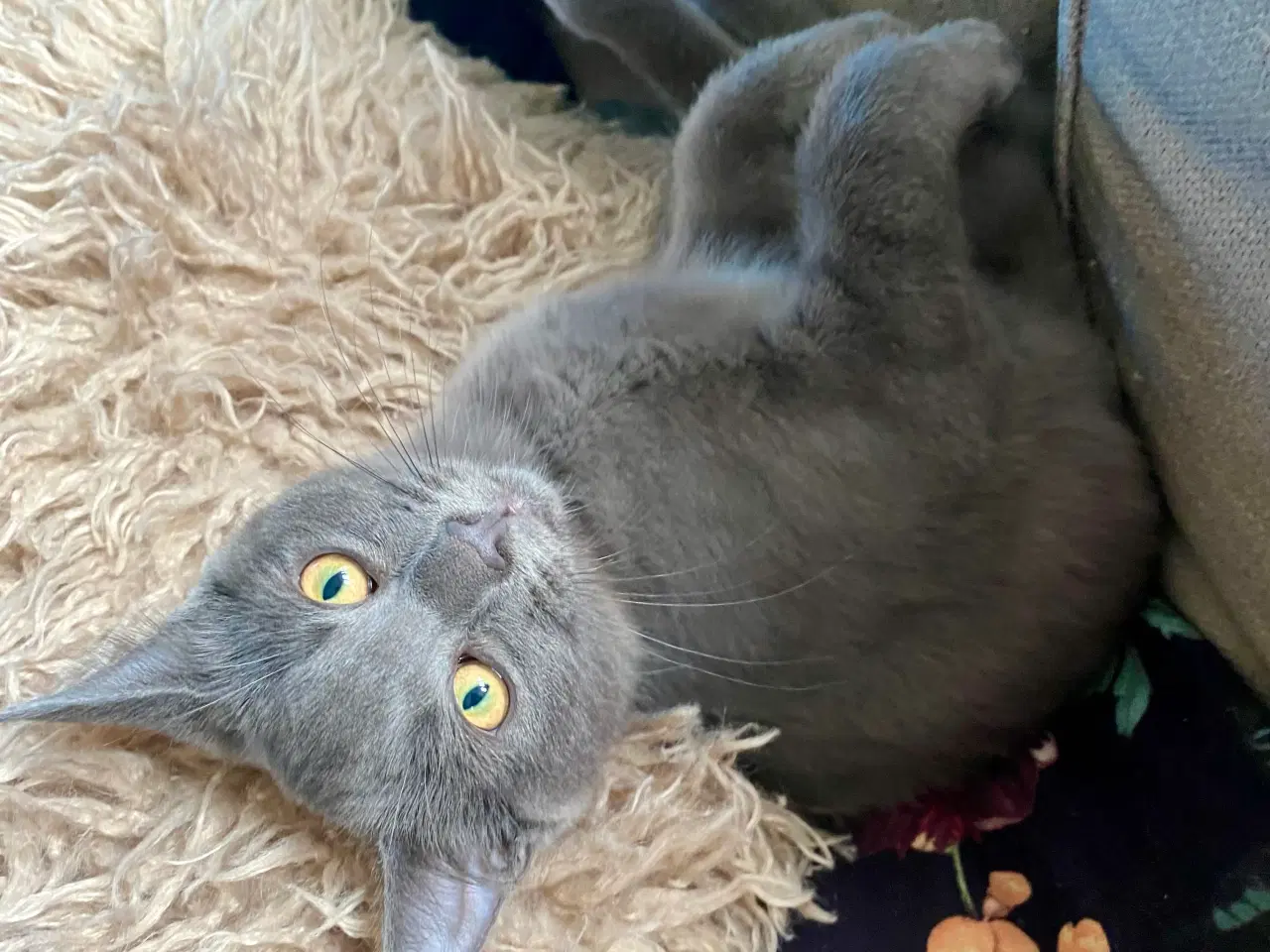 Billede 5 - Maine Coon/Perser/Huskat killinger