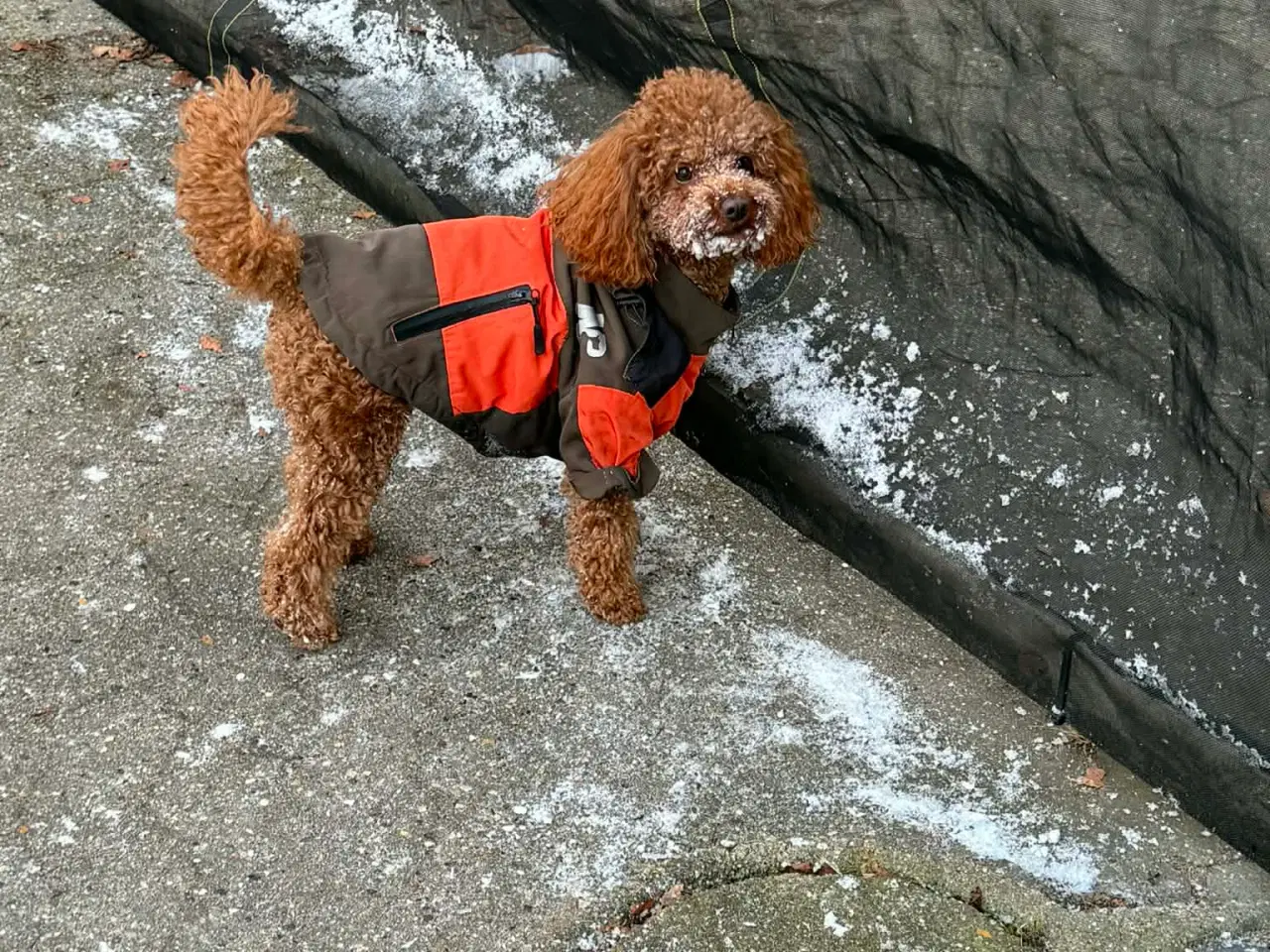 Billede 5 - Toy/Dværg puddel